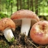 Russula: kako zamrznuti ili sušiti, skladištenje, recepti za zimu